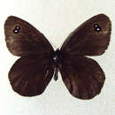 Image of <i>Erebia wanga</i>