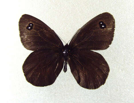 Image of <i>Erebia wanga</i>