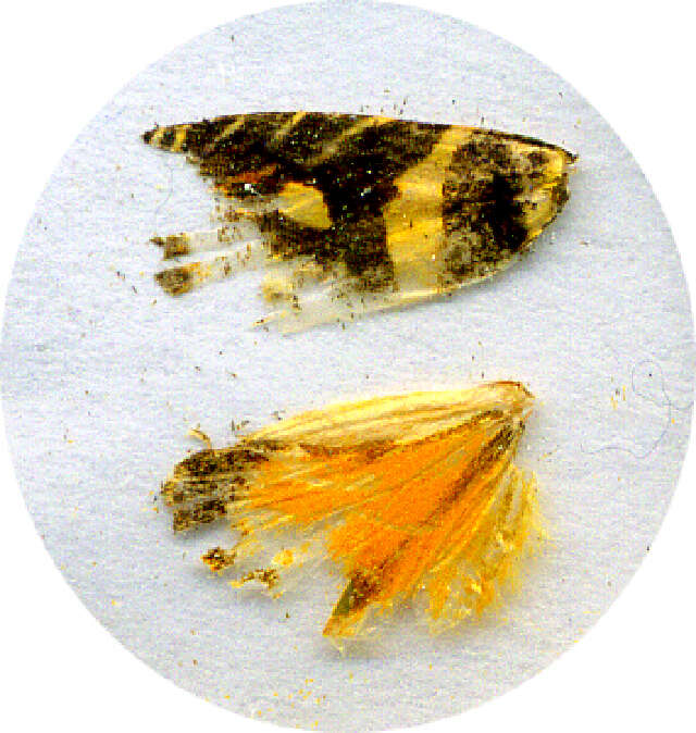 Image of Hilarographa