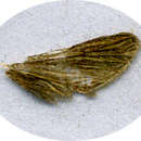 Image of Morophaga bucephala