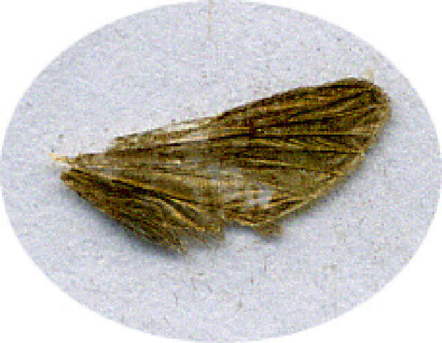 Sivun Morophaga bucephala kuva