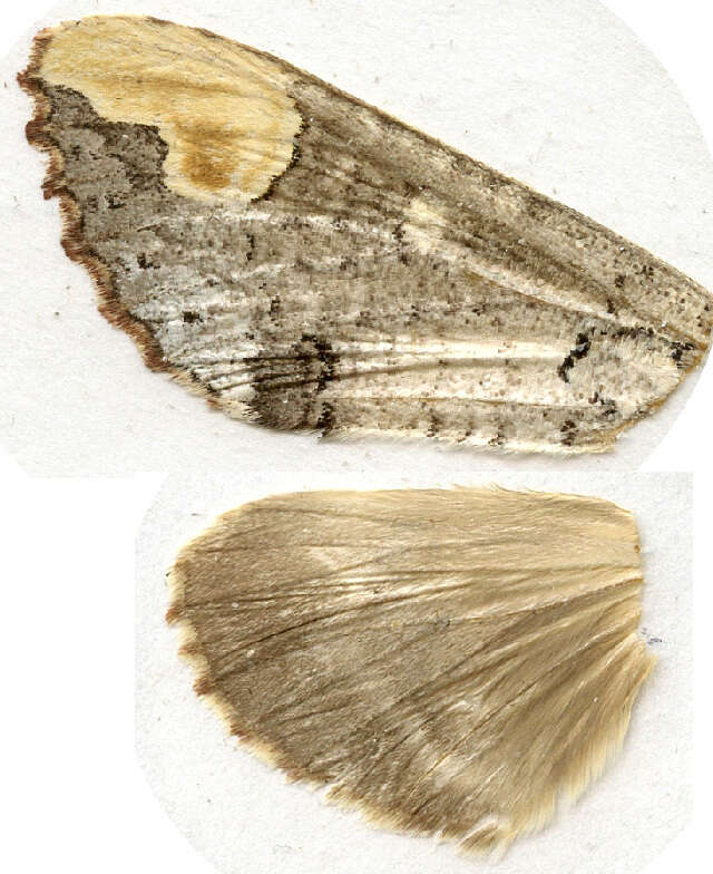 Image of <i>Phalera takasagoensis</i>