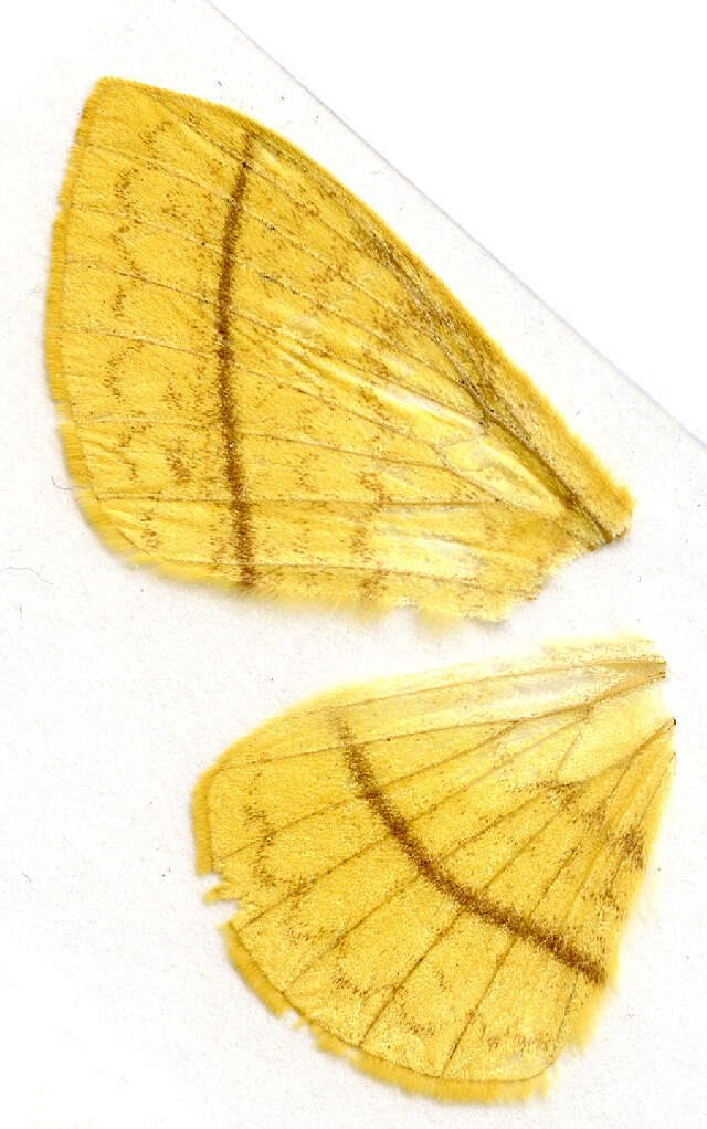 Image of Eupterote Hübner (1820)