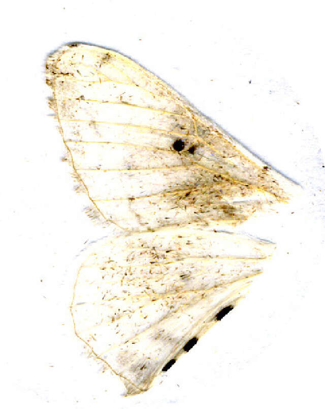 Слика од Penicillifera apicalis (Walker 1862)