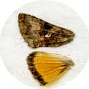 Image of Rachiplusia virgula Blanchard 1852