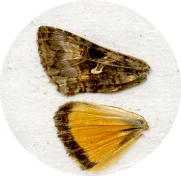 Слика од Rachiplusia virgula Blanchard 1852