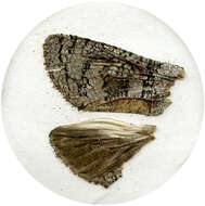 Image of Cossid moth