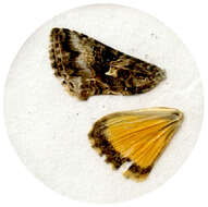 Rachiplusia virgula Blanchard 1852 resmi