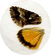 Rachiplusia virgula Blanchard 1852 resmi