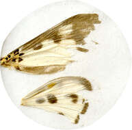 Image of <i>Asota plana albifera</i>