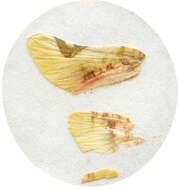 Image of <i>Pyrinioides sinuosis</i>