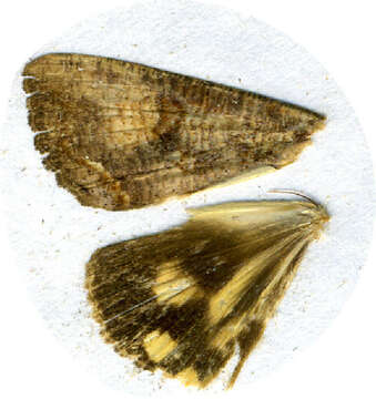 Image of Hypocala subsatura Guenée 1852