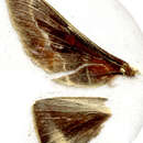 Image of Streblote dorsalis Walker 1866