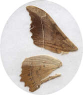 Image of Silkworm, Sphinx, and Royal Moths
