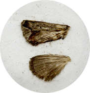 Image of <i>Phlossa conjucta</i>