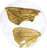 صورة Calyptra thalictri Borkhausen 1790