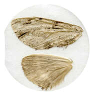 Image of Microphalera grisea Butler 1885