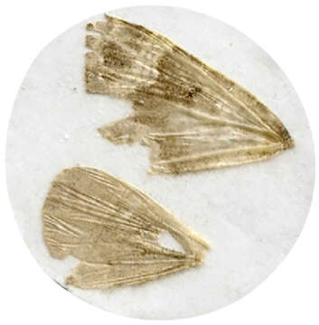 Image of Lampropteryx