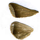 Image of <i>Simplicia bimarginata</i>