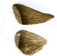 Sivun <i>Simplicia bimarginata</i> kuva