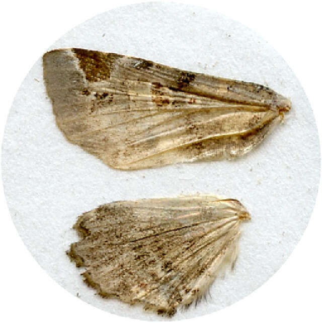 Image of <i>Atacira grabczewskii</i>