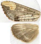 Image of <i>Phalera takasagoensis</i>
