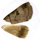 Image of <i>Lygephila maxima</i>