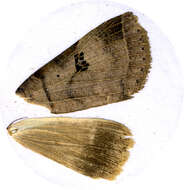 Image of <i>Lygephila maxima</i>