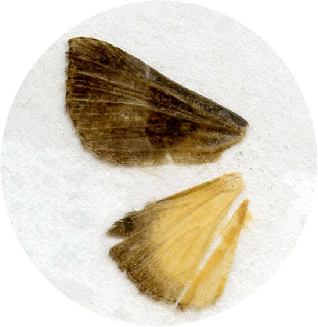 Image of Hypena trigonalis Costa 1836