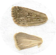 Image of Spodoptera depravata Butler 1879
