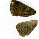 Image of Nodaria tristis Butler 1879