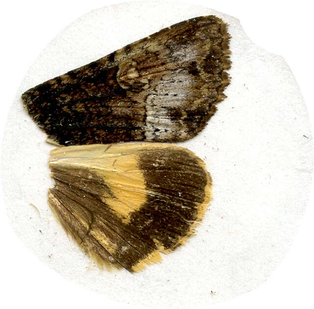 Image of Triphaenopsis lucilla Butler 1878
