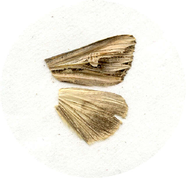 Image of Actinotia intermediata Bremer 1861