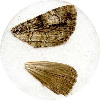 Sivun Anacronicta nitida Butler 1878 kuva