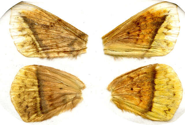 Image of giant lappet moths