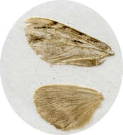 Image of Microphalera grisea Butler 1885