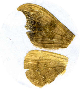 Image of Sabra harpagula olivacea Inoue 1958