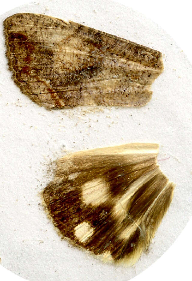 Imagem de Hypocala subsatura Guenée 1852