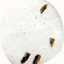 Image of Mnesarchaea acuta Philpott 1929