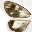 Image of Tithraustes albinigra Warren 1905