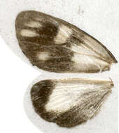 Image of Tithraustes albinigra Warren 1905