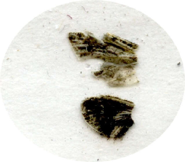 Image of planthopper parasites