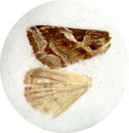 Image of Callopistria aethiops Butler 1878