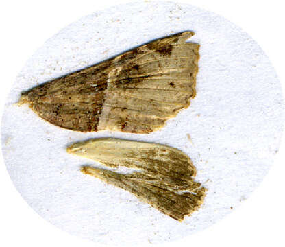 Image of <i>Targalla palliatrix</i>