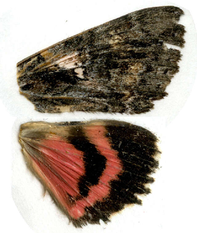 Image of Aholibah Underwing