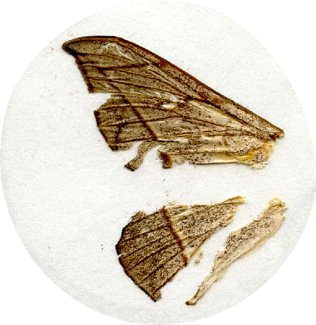 Image of Mimallonoidea