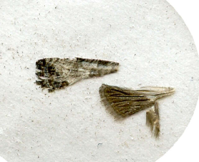 Image of Spilonota albicana