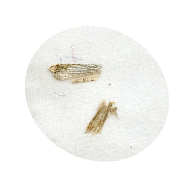 Image of Thaumatographa