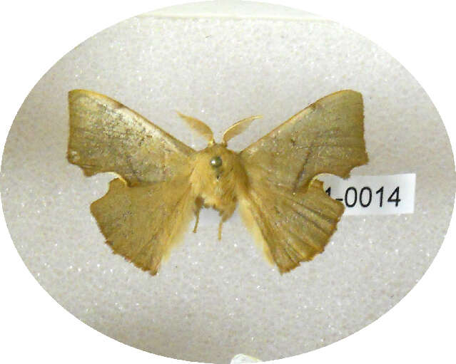 Image of Mimallonoidea
