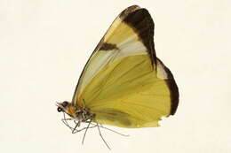 Image of <i>Melete lycimnia harti</i> (Butler 1896)